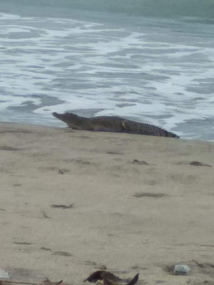 HADIRNYA SOSOK BUAYA MUARA DI LEPAS PANTAI BATANG GASAN